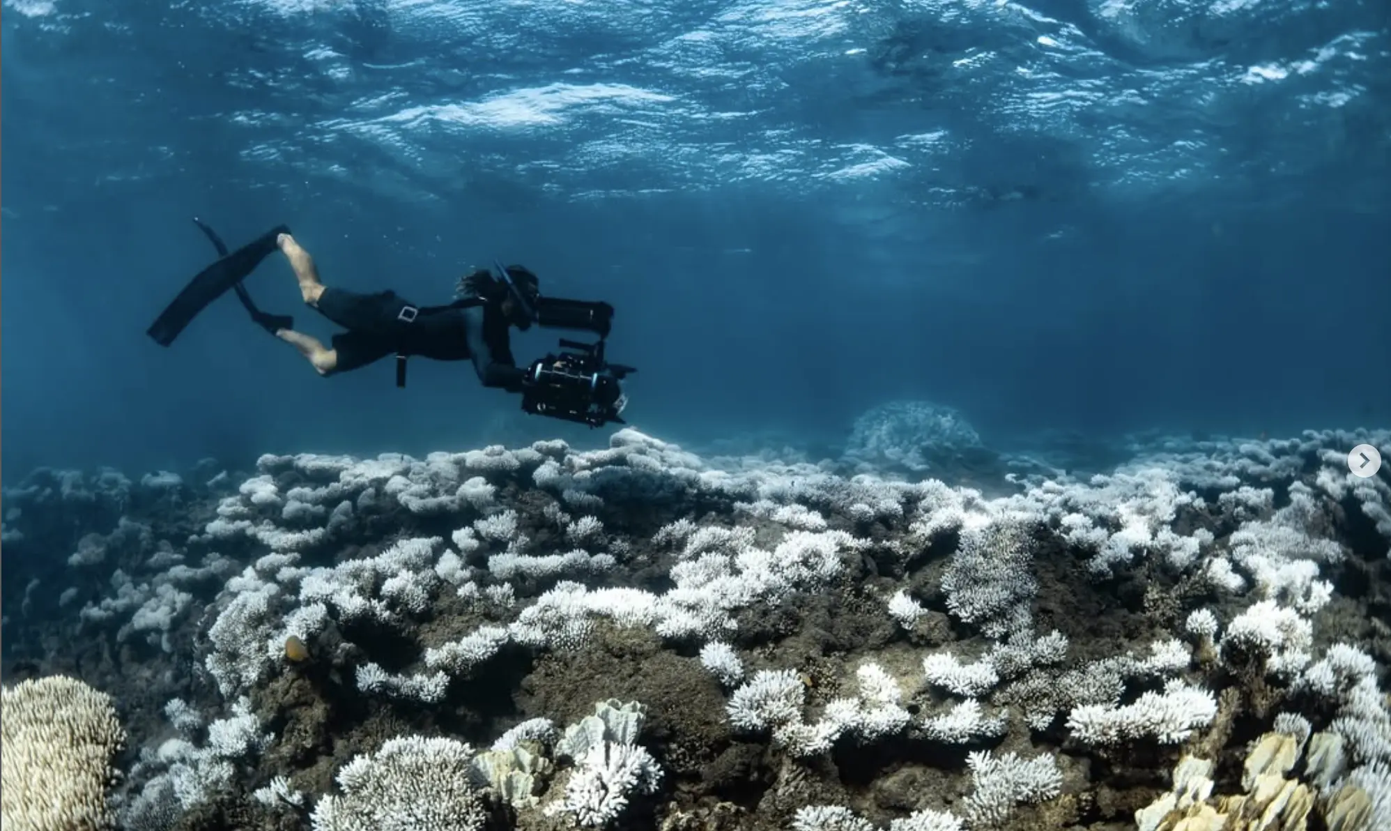 Snorkeling at Ningaloo Reef