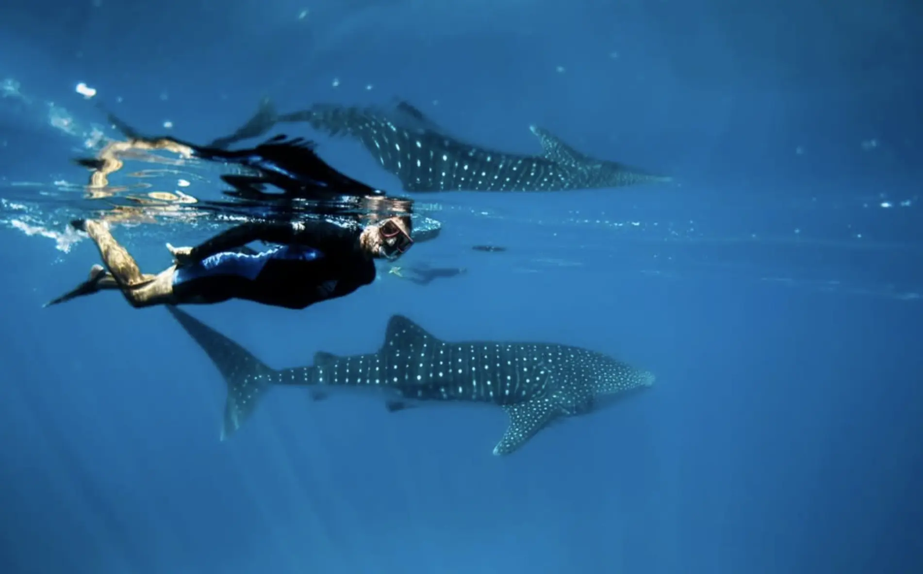 Swimming with Sharks Ningaloo