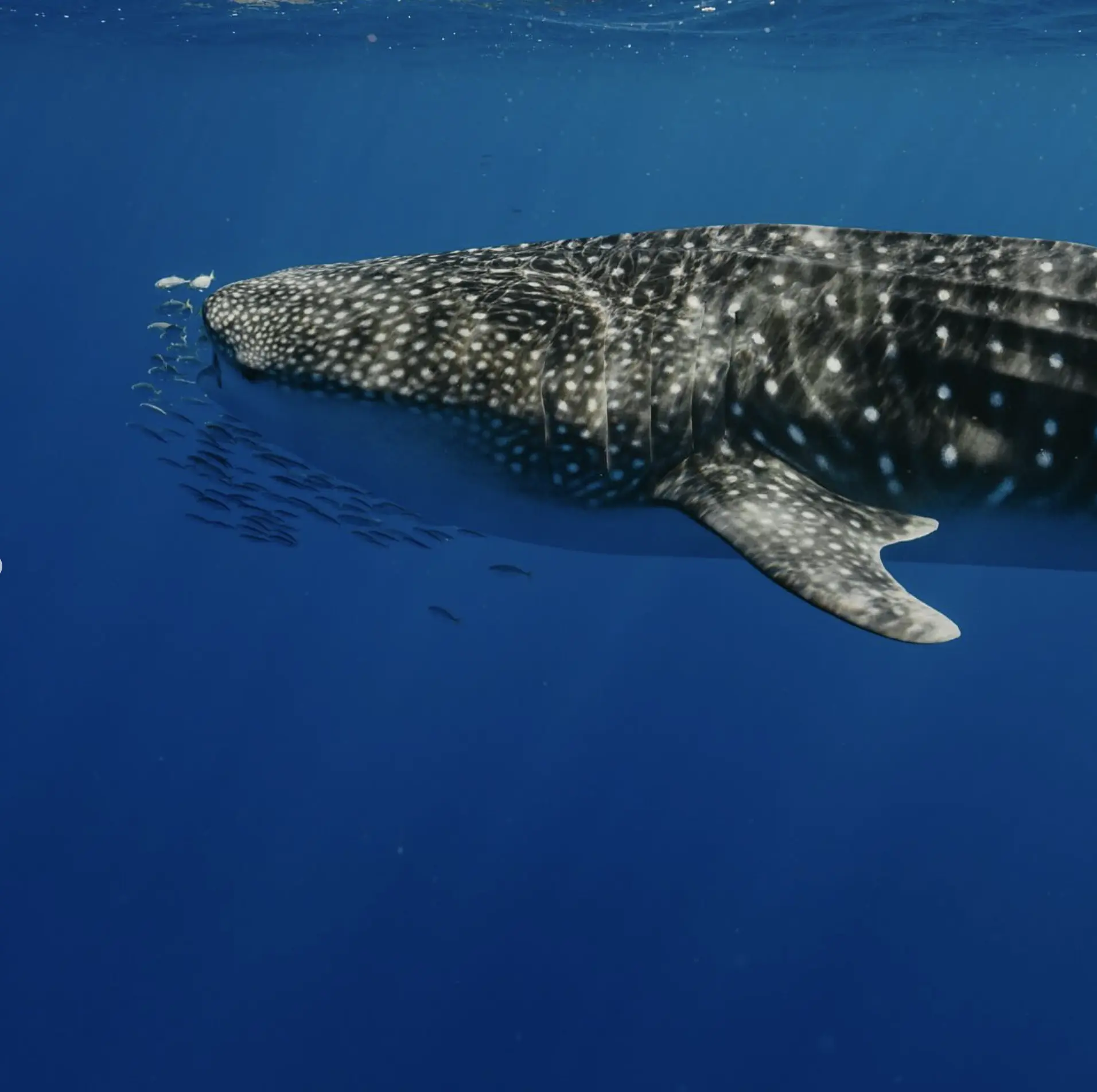 Whale Shark Tours Australia