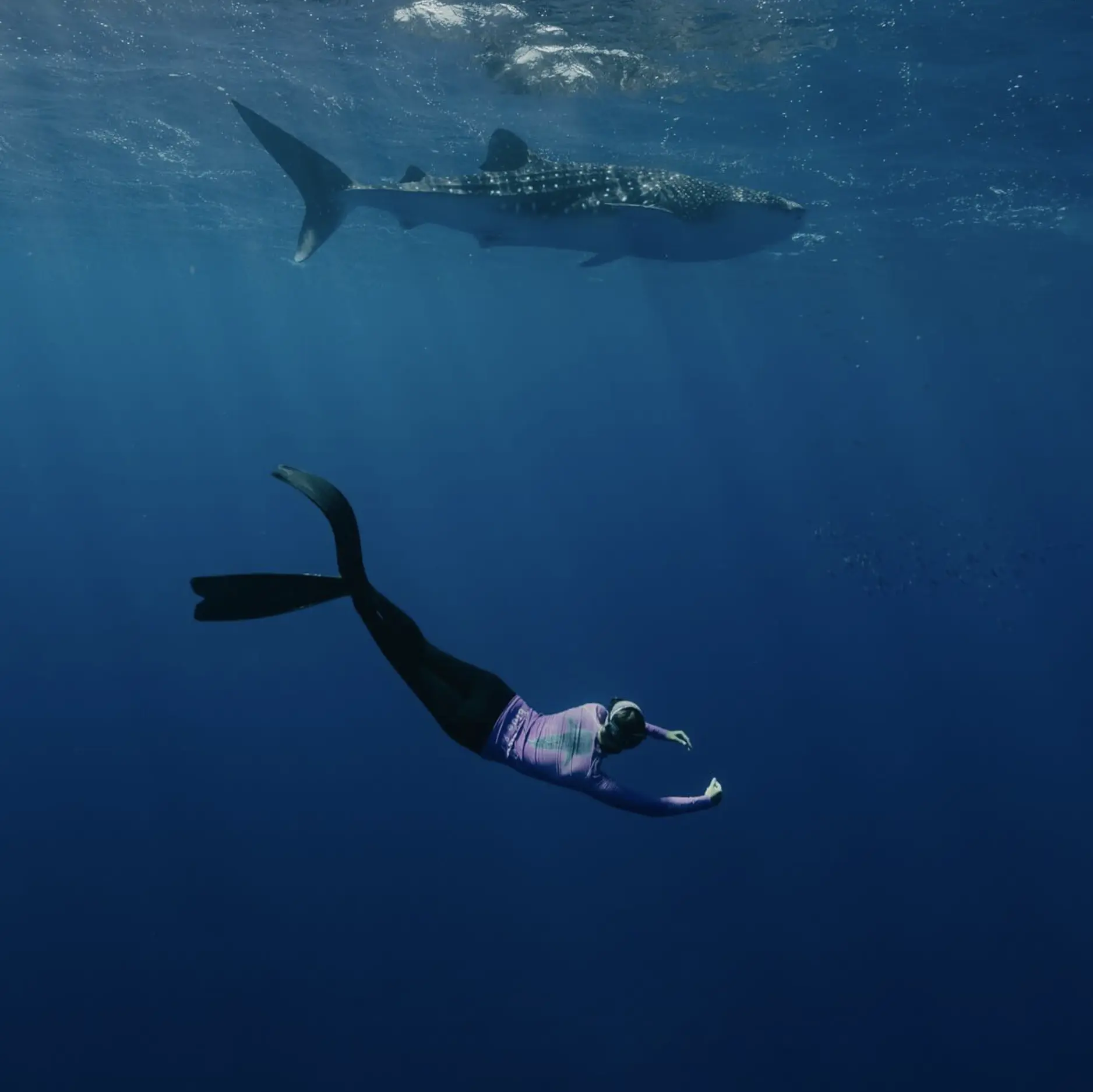 What if you see a shark while snorkeling at Ningaloo?