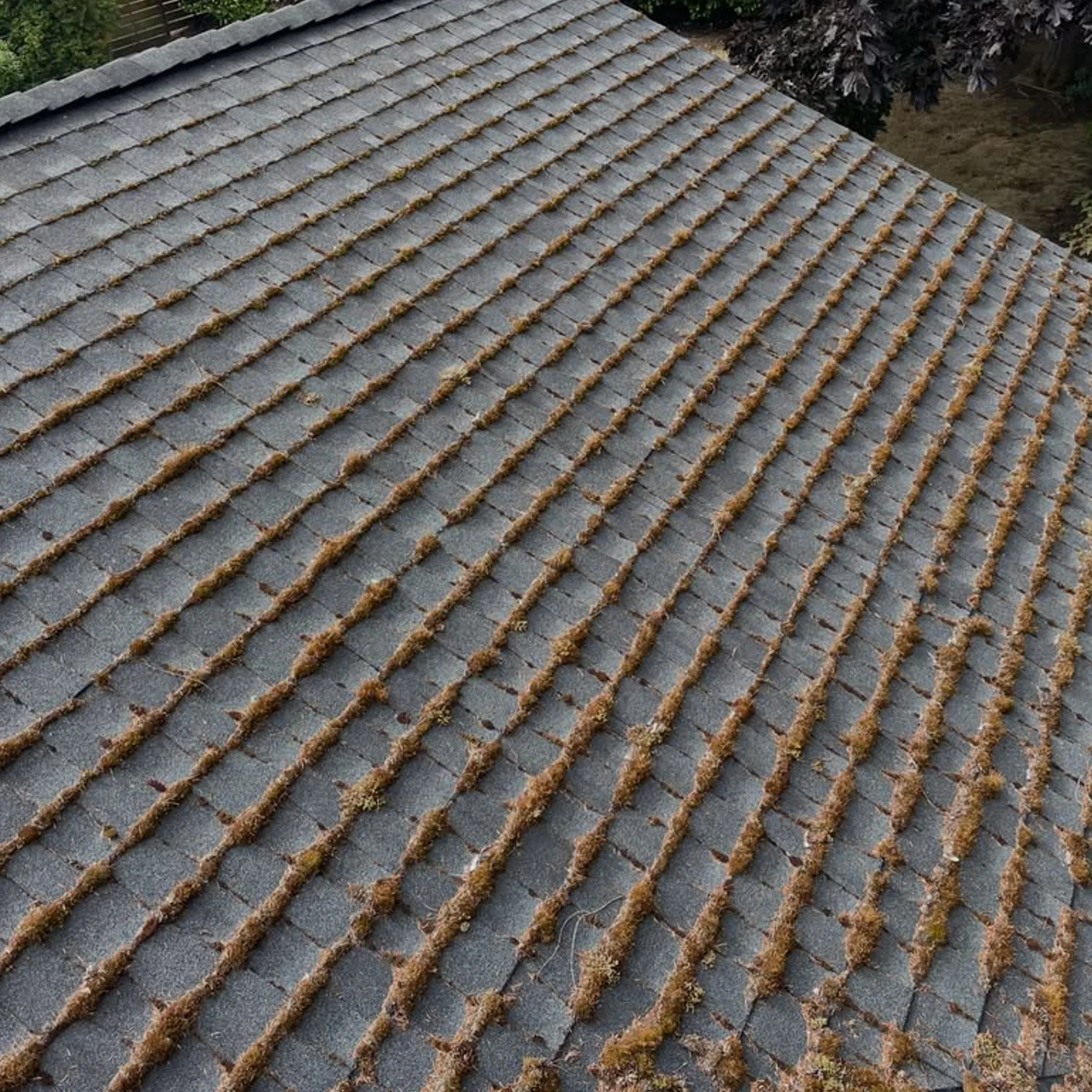 roof growth requiring cleaning
